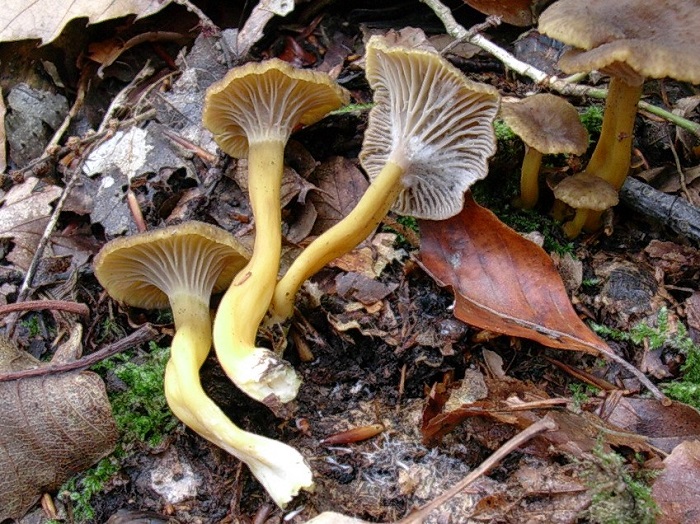 832 Novembre vecchio ritrovamento